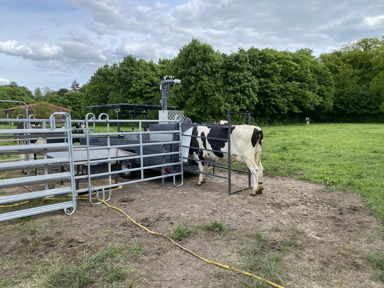 Kombinierte Anlage zur Fütterung von Rindern und zur Messung des Methanausstoßes. Eine Kuh steht auf einer Weide in einer Anlage und wird dort gefüttert.