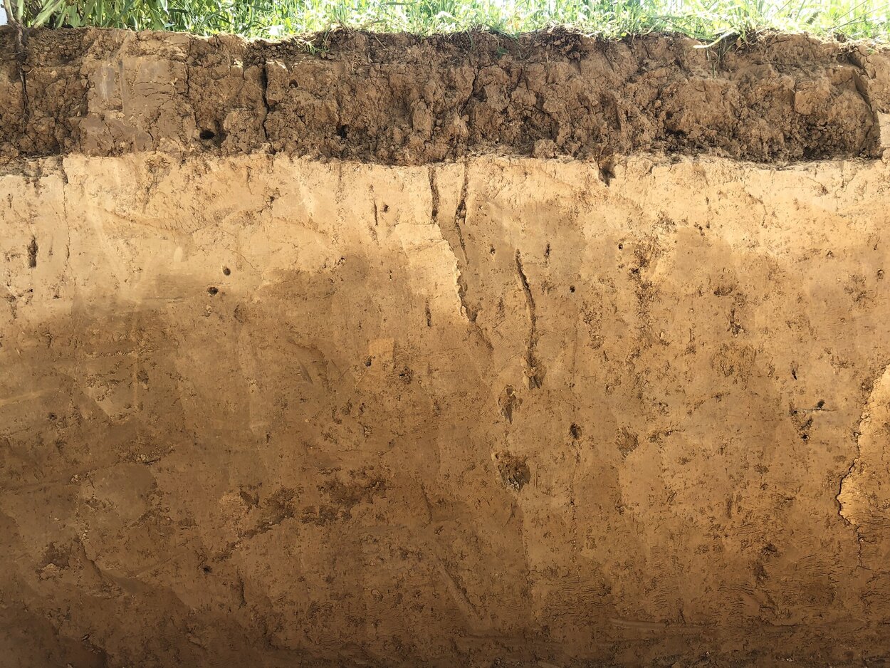 Ein Bild eines abgestochenen Bodenprofils mit den unterschiedlichen Verläufen der Erdarten.