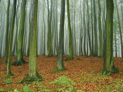The European beech, most common deciduous tree in Germany