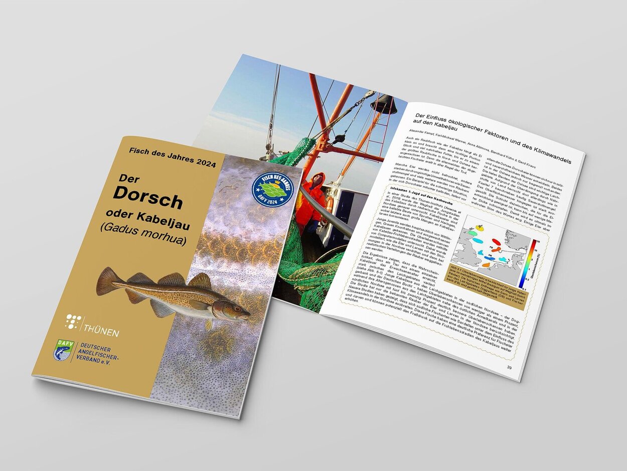Informationen zum Dorsch Abbildung der Broschüre, die am Ende der Seite herunterladbar ist.