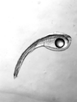 Frisch geschlüpfte Fischlarve (Aal).