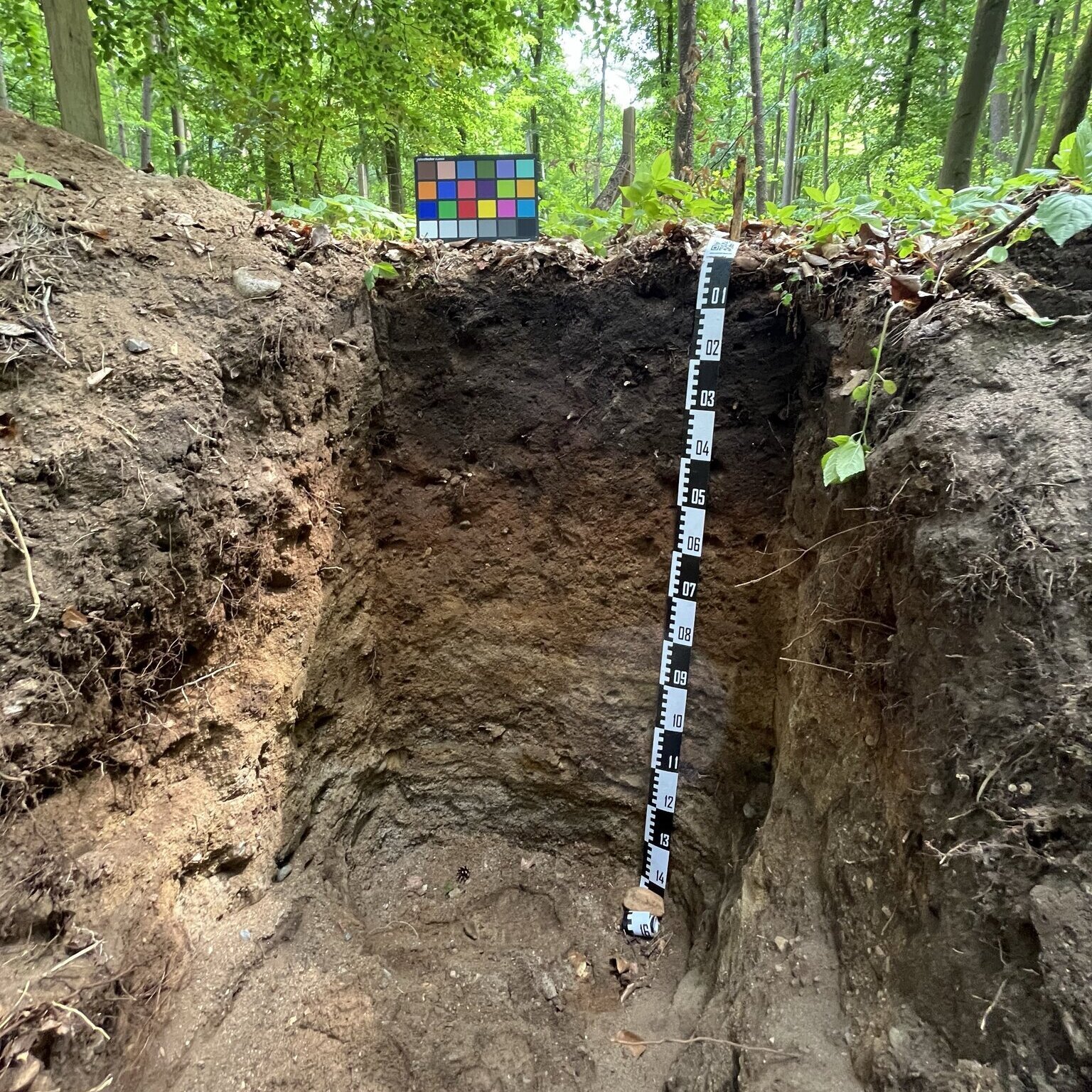 Ein Bodenprofil im Wald. Blick in eine Bodengrube auf die verschiedenen Bodenhorizonte mit einem Maßstab und einer Farbkarte.