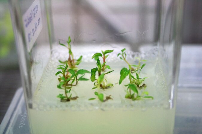 Click to zoom image Foto einer kleinen durchsichtigen Plastikbox mit Pappelpflanzen in der Gewebekultur