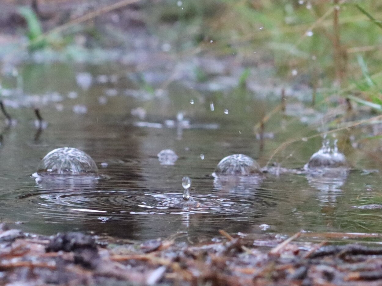 Starkregen Detailansicht einer Pfütze, in der Regentropfen Blasen schlagen.