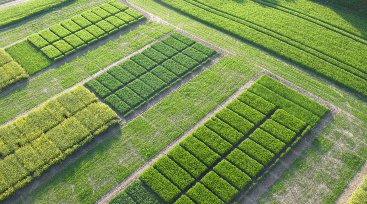 Aerial view of the field trial in Hohenschulen, near Kiel