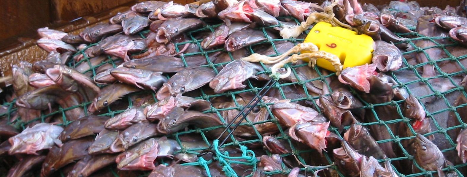 Auf einem Schiff liegen in einem Netz gefangene Plattfische.