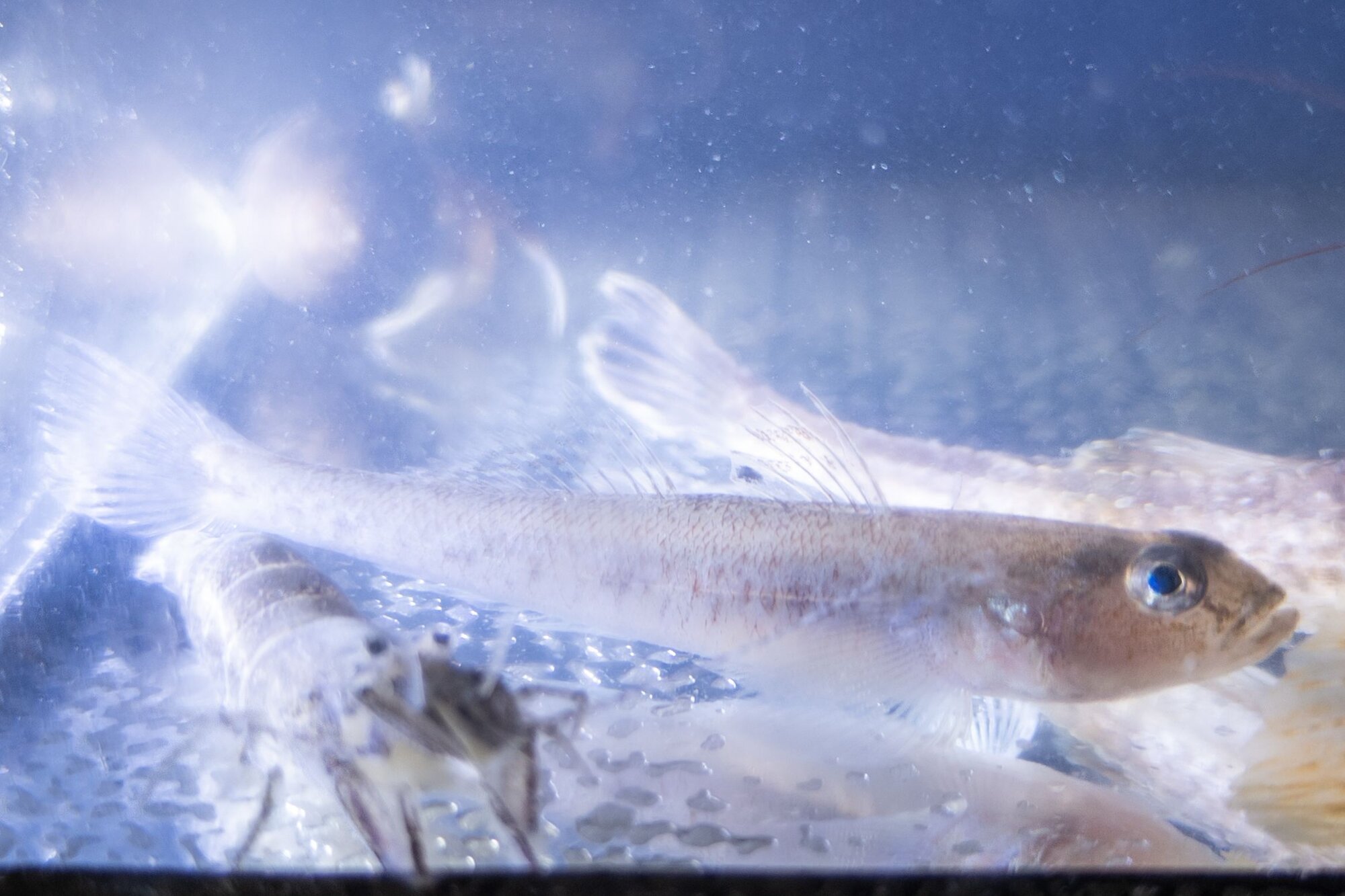 Grundel Ein kleiner Fisch mit einem runden Körper und einer runden Kopfform, ca 7cm lang