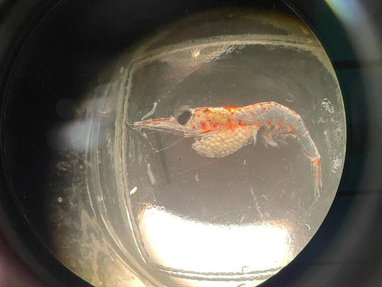 The small crab Nematoscelis megalops with eggs. The small crab Nematoscelis megalops with eggs.