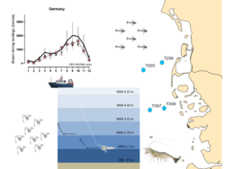 Scientific studies on the biology and fisheries of the brown shrimp CRANgon crangon as a basis for an efficient self-MANagement system (CRANMAN II)