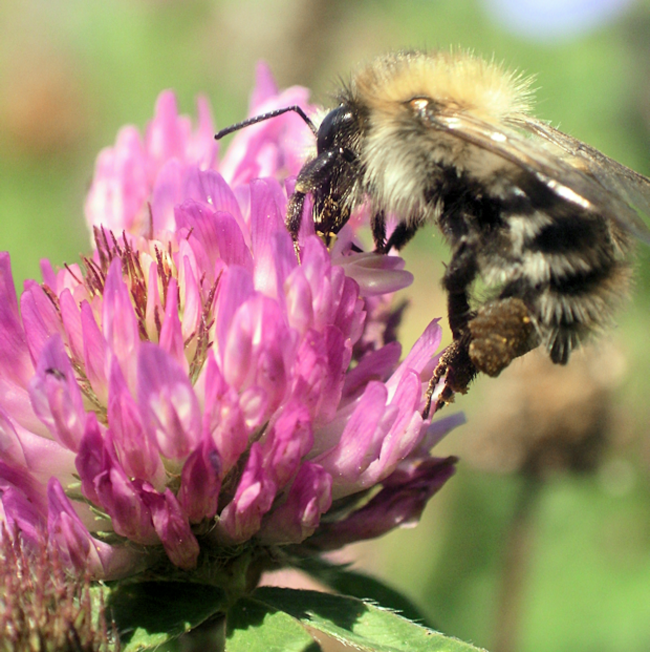 Common carder bee (Bombus pascuorum, Scopoli) on red clover (Trifolium pratense, L.)