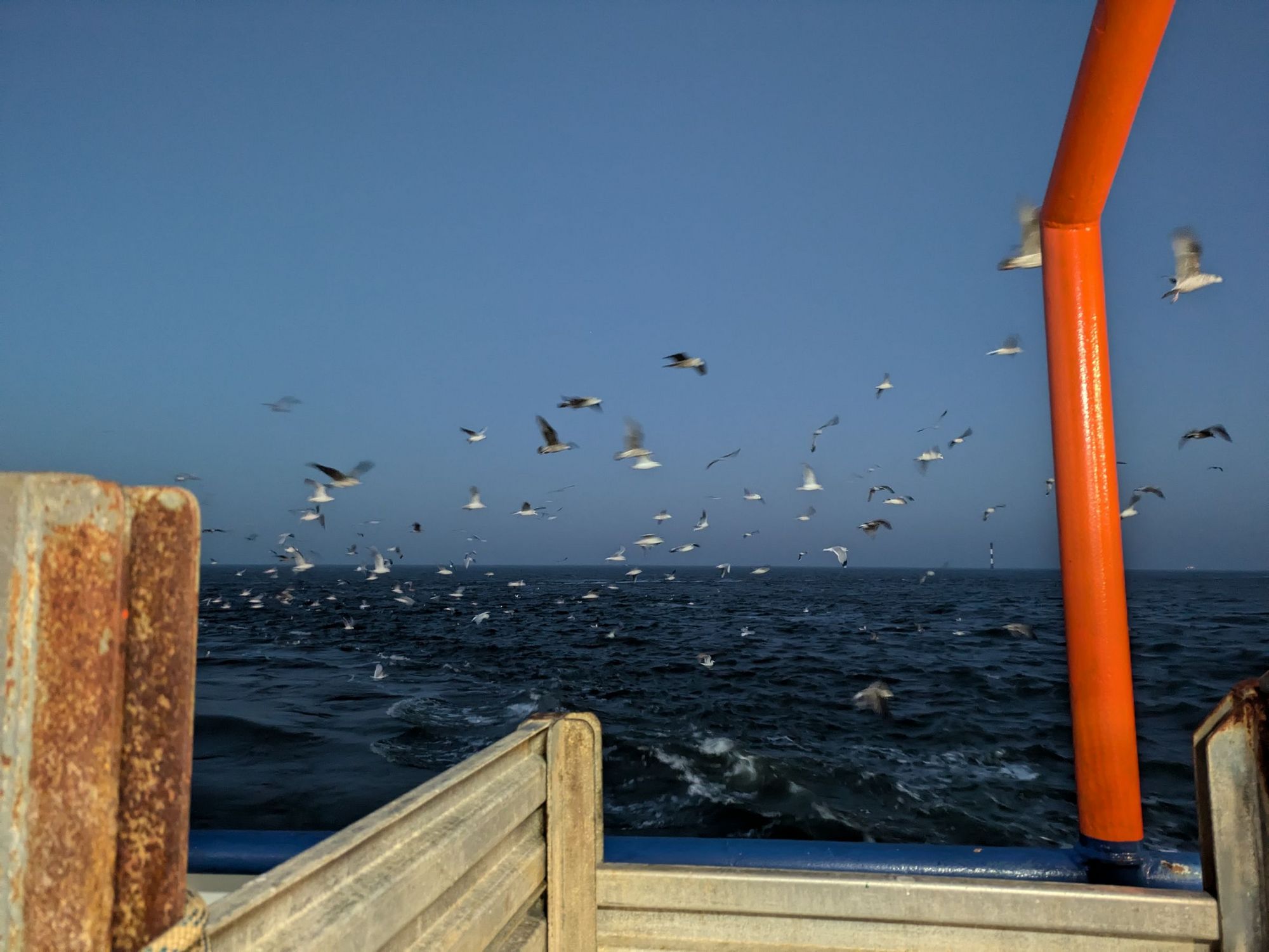 Ein Blick vom Schiff auf den Horizont mit vielen Moewen am Himmel