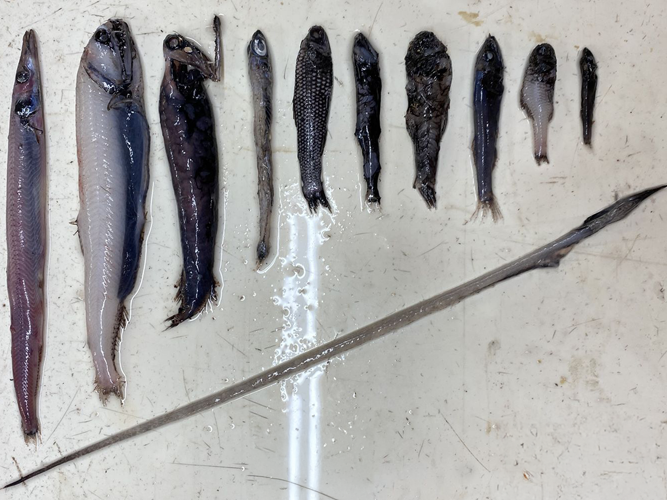 Various mesopelagic fish species from the catch.