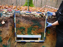 Mit blau gefärbtem Wasser untersuchen die Forschenden, wo das Wasser im Boden entlangfließt. Dem Wald geht der Phosphor verloren