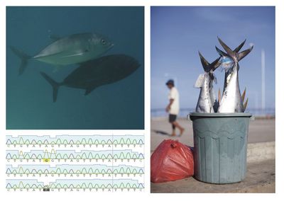 Bildercollage. Links oben zwei Thunfischartige Fische im Wasser. Rechts mehrere Thunfischartige Fische kopfüber in einem Eimer, daneben eine rote Plastiktüte. Unter dem linken Bild eine Darstellung genetischer Sequenzen.