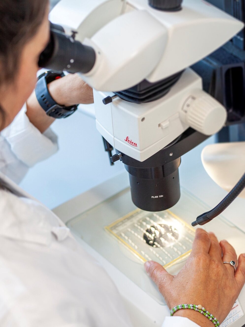 Altersleserin beim Otolithen lesen