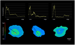 Querschnitte von Otolithen. Durch die chemischen Analysen sind verschiedene Zonen grün und blau dargestellt.