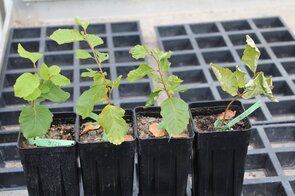 Vertrocknete Buchen aus einem Gefäßversuch Vertrocknete Buchen aus einem Gefäßversuch