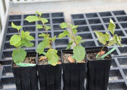 Dried beech trees from a vessel experiment. Water deficiency – Forests in danger?