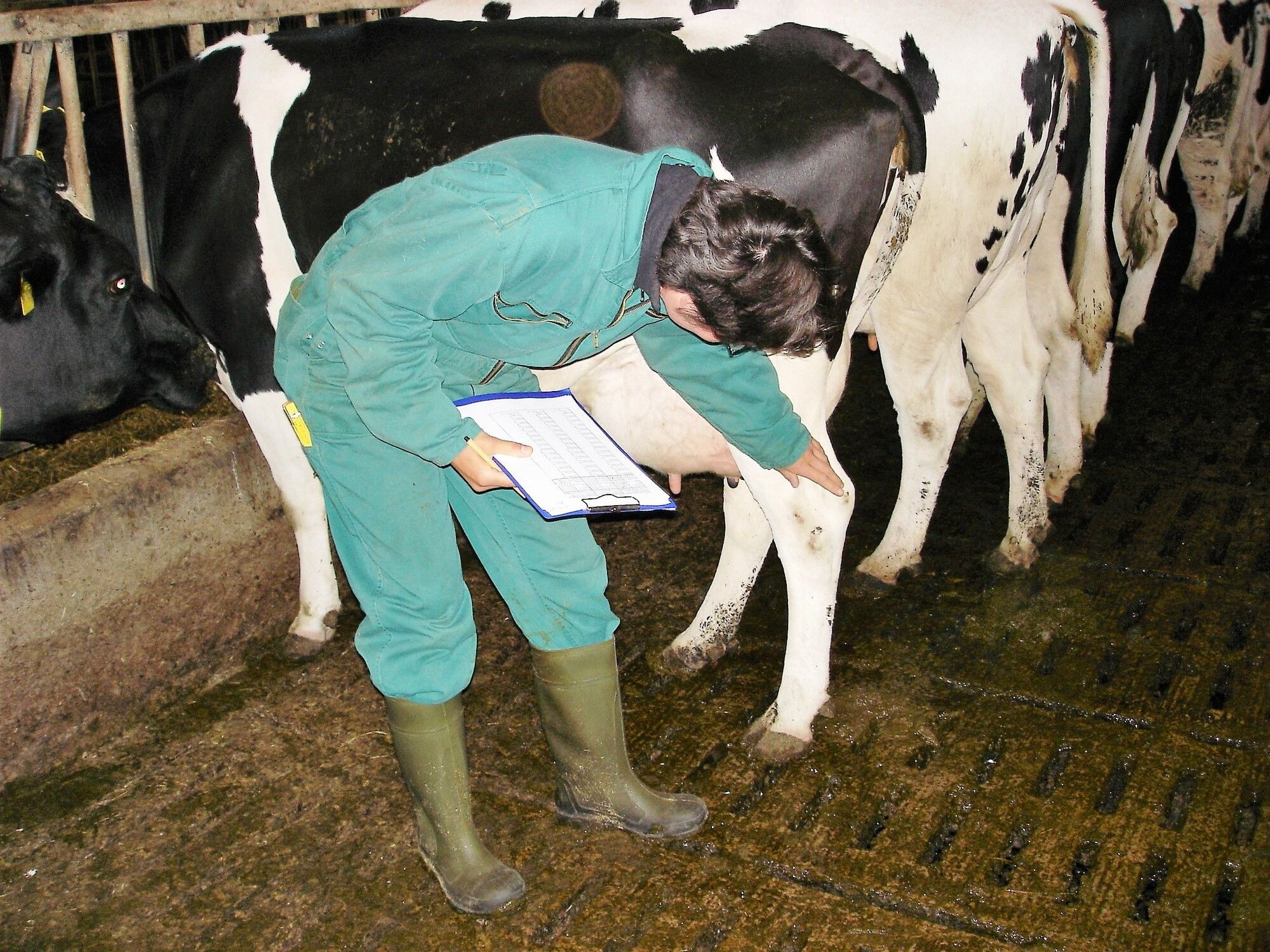 Person im grünen Overall beurteilt Sprunggelenk einer im Fressgitter fixierten schwarzbunten Milchkuh.