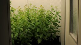 Wir blicken durch eine geöffnete Tür in eine Klimakammer, in der mehrere Pappeln in Pflanztöpfen stehen.