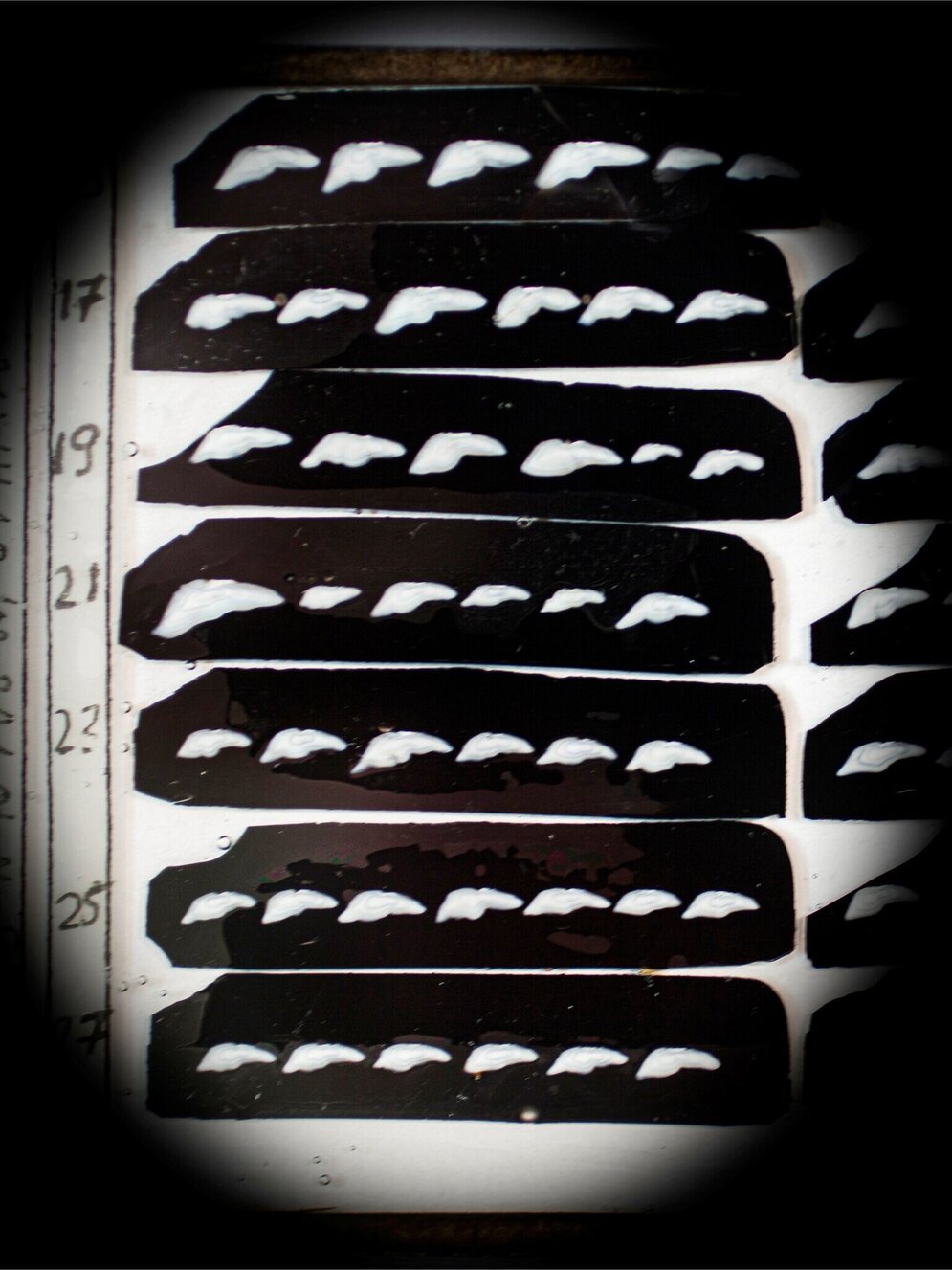 Otolithen-Dünnschnitte