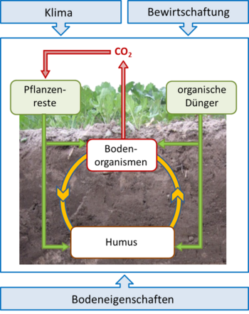 Die Abbildung zeigt Einflussgrößen, die den Humusgehalt des Bodens beeinflussen.