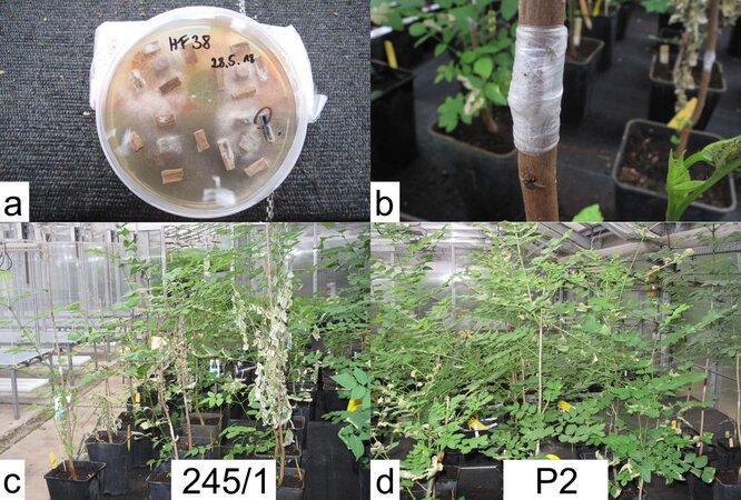 Klicken für eine Vergrösserung Diese Abbildung zeigt vier Teilbilder. Oben links ist eine Petrischale gefüllt mit Agar und aufgelegten Holzchips zu sehen, auf dem sich das weiße Myzel des Pilzes ausgebreitet hat. Oben rechts ist ein Trieb zusehen, dessen durch einen Schnitt verletzte Rinde mit einem Stück Folie (Parafilm) verbunden wurde. Unten links sind getopfte Pflanzen des Genotyps „245/1“ im Gewächshaus zu sehen. Sie zeigen die typischen, ersten Symptome des Eschentriebsterbens: Blattwelke. Unten links sind getopfte Pflanzen des Genotyps „P2“ im Gewächshaus zu sehen. Sie zeigen keine typischen Symptome des Eschentriebsterbens. Bildbeschreibung Ende.