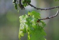 Spätfrostschäden an einer Stieleiche Die Eichenblätter sind an den Spitzen schwarz und vertrocknet.