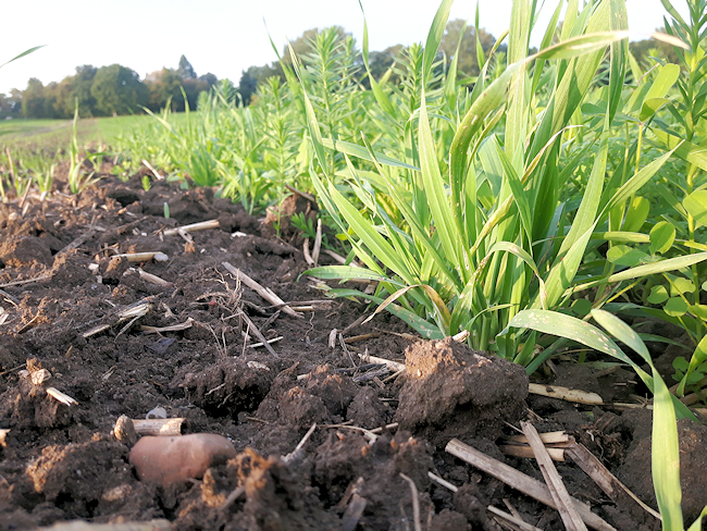 Close up of soil and young cereal plants 