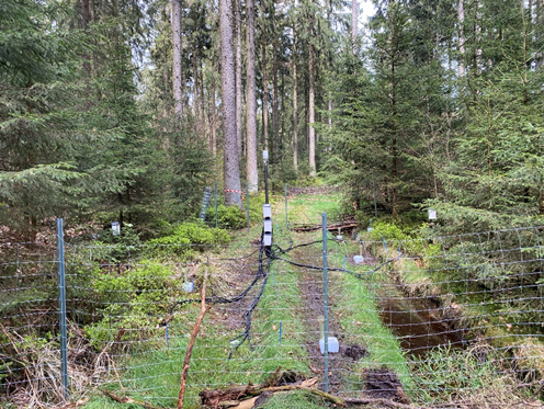 Bodenhydrologische Monitoring im Solling: Auf einer mit Fichten bestockten Fläche steht nahezu ganzjährig das Wasser in Teilen der Fahrspur. Bodenhydrologische Monitoring im Solling: Auf einer mit Fichten bestockten Fläche steht nahezu ganzjährig das Wasser in Teilen der Fahrspur.