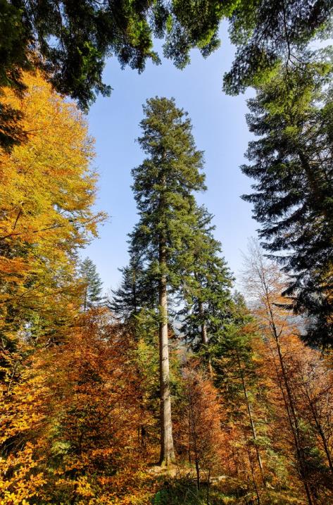 grüne Weisstanne im Emmental