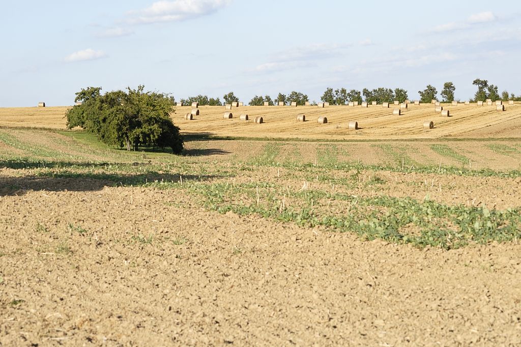 Empty field, in the background a harvested grain field with round bales of straw