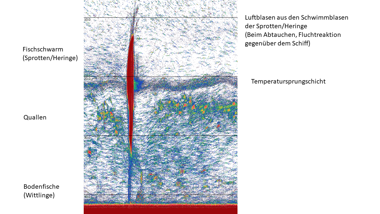 Beispiel-Echogramm eines Fischschwarms, das zur gleichen Zeit aufgenommen wurde, als der Zwergal in der Nähe war: der Fischschwarm ist als großes, dunkelrotes, spindelförmiges Objekt im Bild zwischen ca. 10m und 30m Tiefe" zu erkennen + die Temperatursprungschicht ist als bläuliche horizontale Schicht knapp unterhalb von 20 m Wassertiefe erkennbar + Quallen, die sich unterhalb der Sprungschicht angesammelt haben sind als orange-grüne "Blobs" erkennbar + aufsteigende Luftblasen sind auf dem Beispiel-Echogramm oberhalb des Schwarms ebenfalls gut zu erkennen