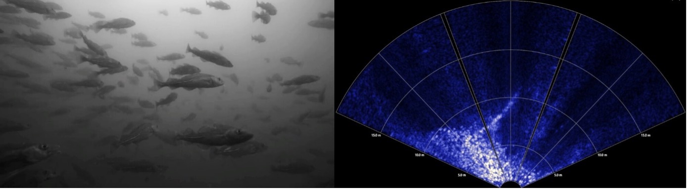 Bildeindrücke vom Unterwasser-Fisch-Observatorium (UFO) im Einsatz