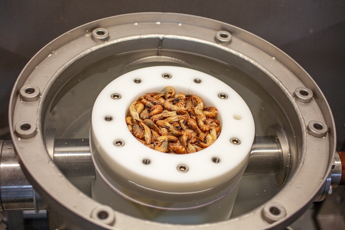 Brown shrimps in the second, open and not yet modified test unit of the machine, ready for de-shelling. 