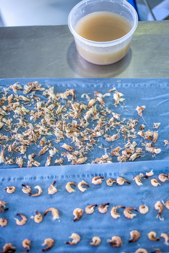 Die drei Produkte („Ströme“) aus der maschinellen Entschälung werden dargestellt. Von unten nach oben: Das vom Panzer befreite Krabbenfleisch, hier noch mit schon gelösten aber nicht abgefallenen Panzerresten (dunkler gefärbt) am Schwanzende. Die Schälreste. Das Prozesswasser.