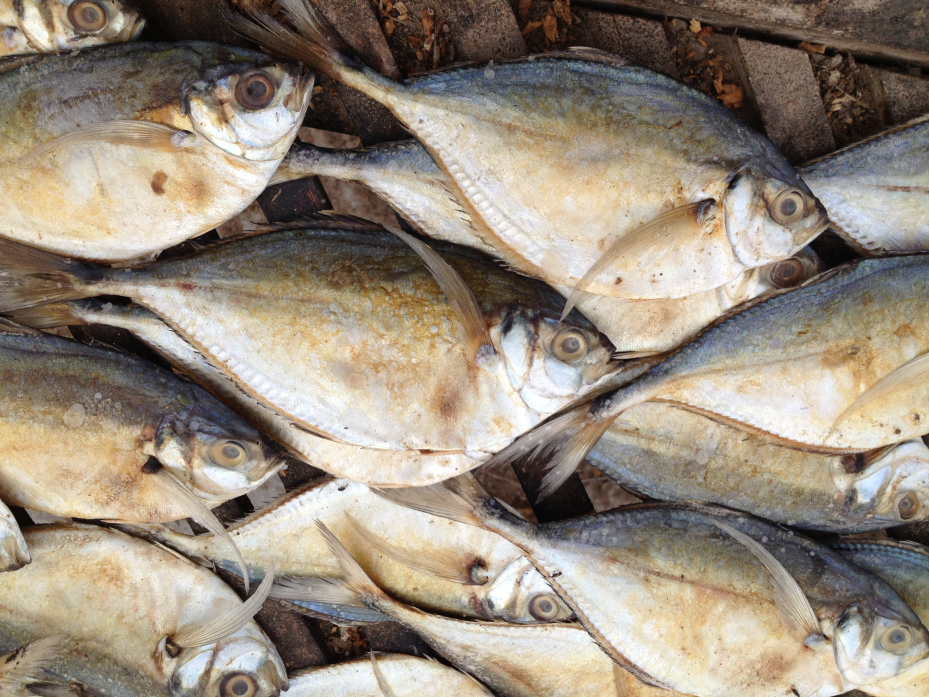 Winners of climate change Several atlantic bumper after the catch.