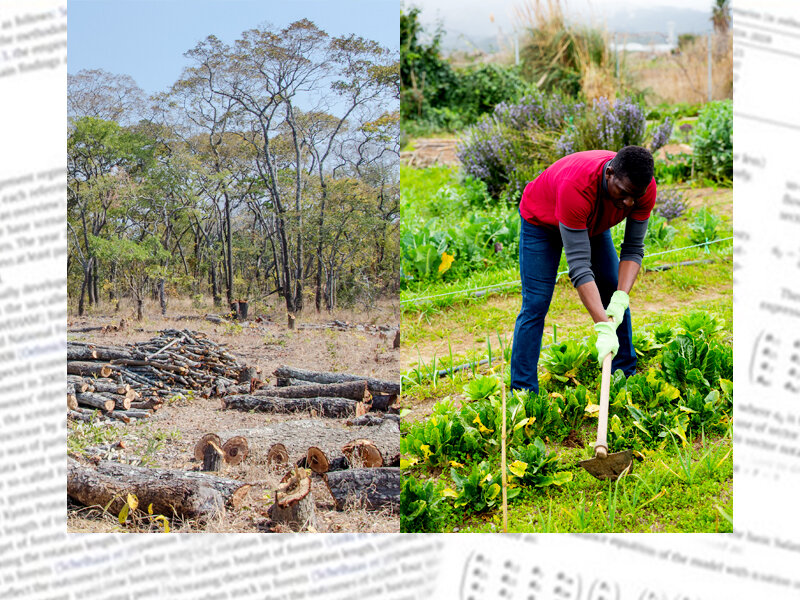 Deforestation Zambia | African-American man working soil at his smallholding between vegetable seedlings