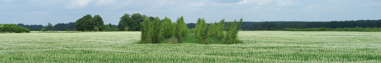 Ein Feld mit einer Insel mit Büschen und Gras mittendrin