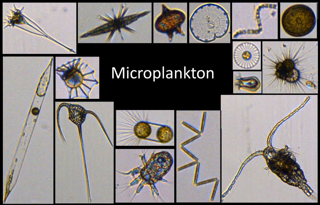 A small insight in the diverse world of microplankton, photographed with a Flowcam.