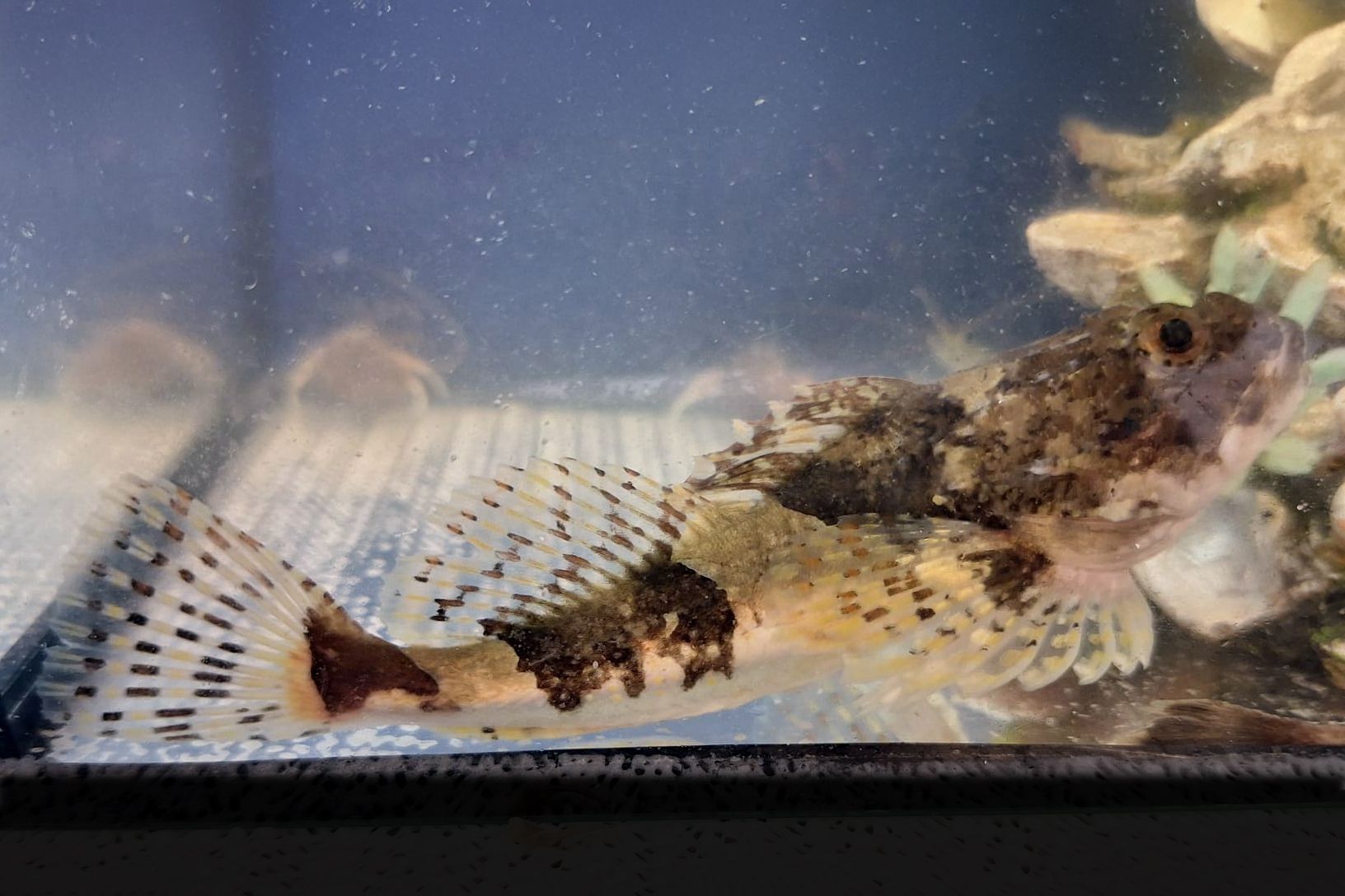 Seeskorpion Ein gemusterter Fisch schwimmt im Aquarium, der Kopf erinnert an einen Drachen.